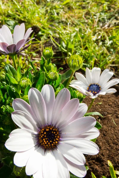 Bunte Frühlingsblumen — Stockfoto