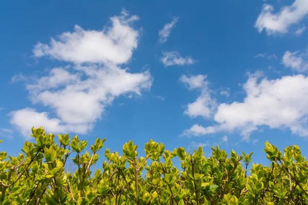 Bello albero foglie verdi — Foto Stock