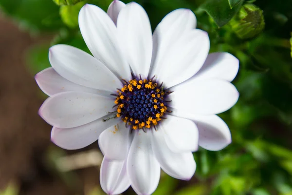 Färgglada vårblommor — Stockfoto