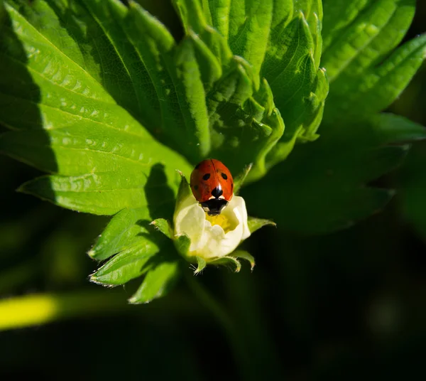 Coccinelle gros plan — Photo