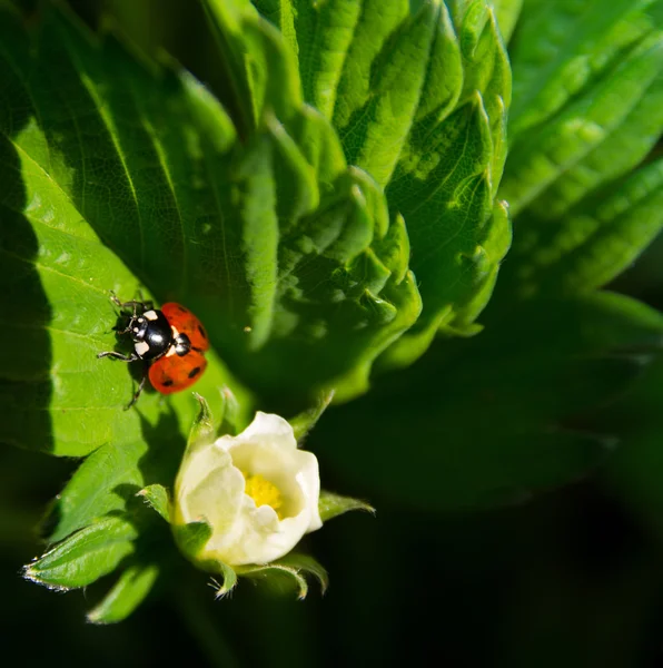 Coccinelle gros plan — Photo