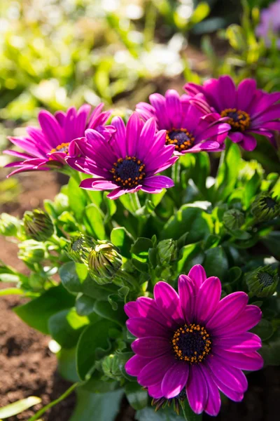 Bunte Frühlingsblumen — Stockfoto