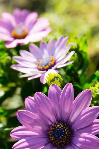 Bunte Frühlingsblumen — Stockfoto