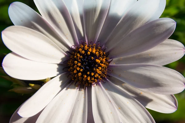 Bunte Frühlingsblumen — Stockfoto