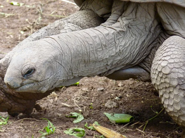 Tortuga gigante de cerca — Foto de Stock