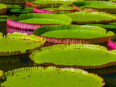 Efendim seewoosagur ramgoolam Botanik Bahçesi