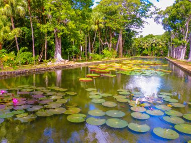 Efendim seewoosagur ramgoolam Botanik Bahçesi