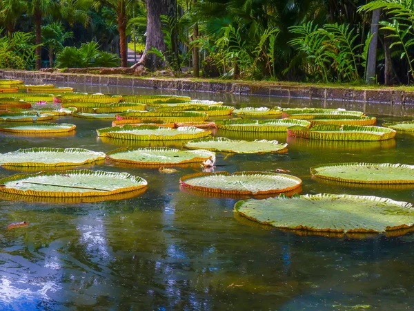 Sir seewoosagur ramgoolam botanischer Garten — Stockfoto