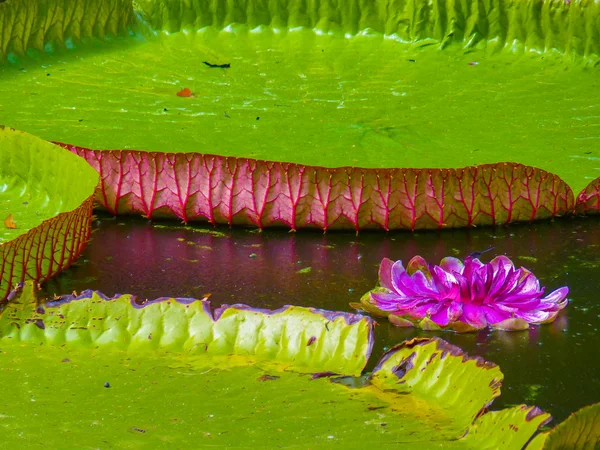 Jardín Botánico Sir Seewoosagur Ramgoolam —  Fotos de Stock