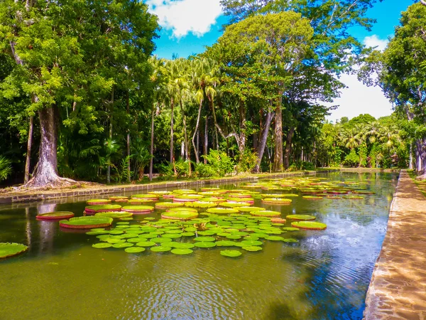 Jardín Botánico Sir Seewoosagur Ramgoolam — Foto de Stock