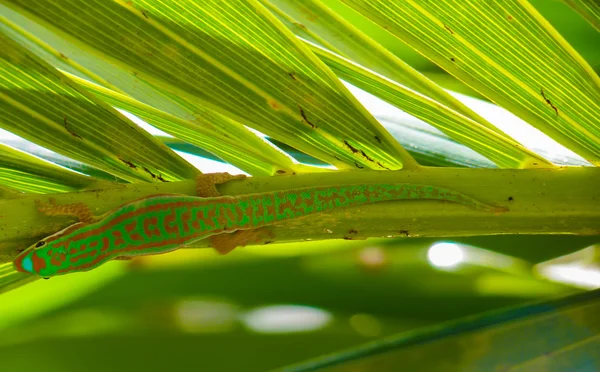 Lagarto verde — Foto de Stock