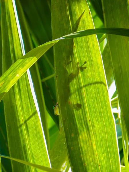 Pequeno lagarto verde — Fotografia de Stock