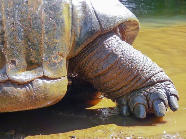 Dev kaplumbağa yakın çekim — Stok fotoğraf