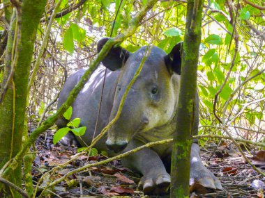 Tapir in Corcovado National Park clipart