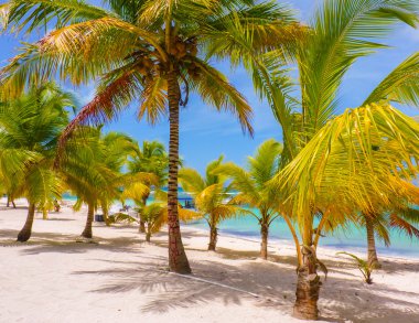 plaj Mano juan, Isla saona, Dominik Cumhuriyeti