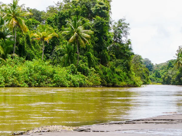 Parque nacional do corcovado — Fotografia de Stock