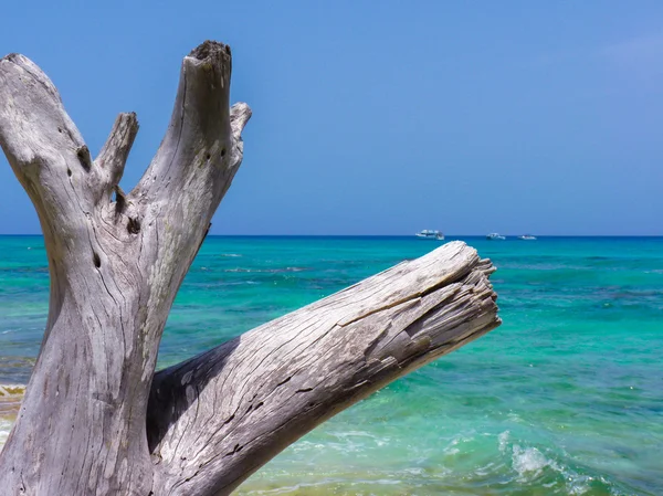 Тропический пляж острова Каталина — стоковое фото