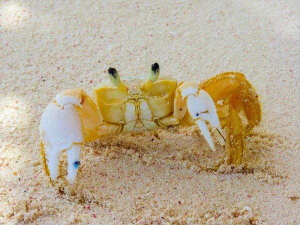 Crabe sur une plage des Caraïbes — Photo