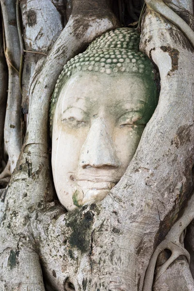 Head of sandstone Buddha in the tree roots — Stock Photo, Image