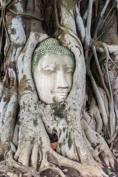 Vedoucí z pískovce buddha v kořenech stromu — Stock fotografie