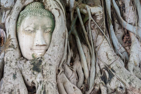 Head of sandstone Buddha in the tree roots — Stock Photo, Image