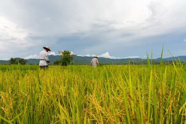 Farmers plant rice in rice field — Stock Photo, Image