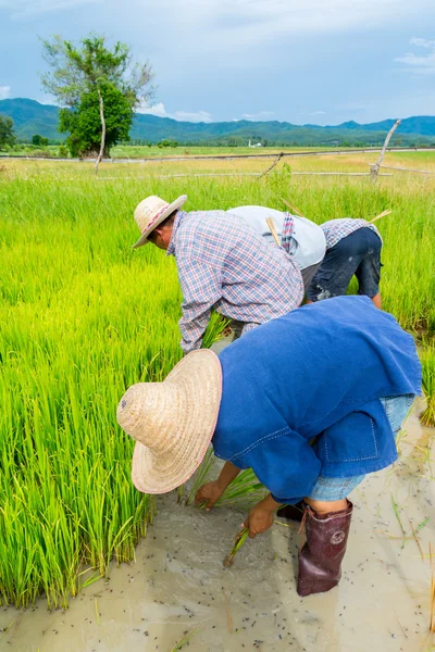 Agricultores plantan arroz en campo de arroz — Foto de Stock