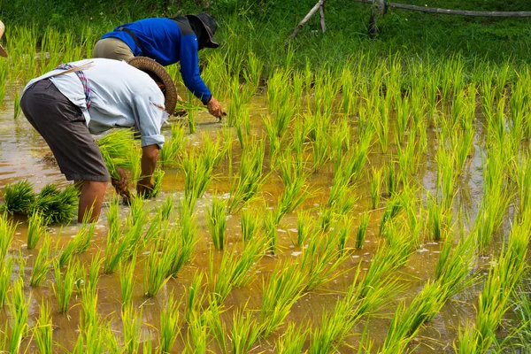 Farmers plant rice in rice field — Stock Photo, Image