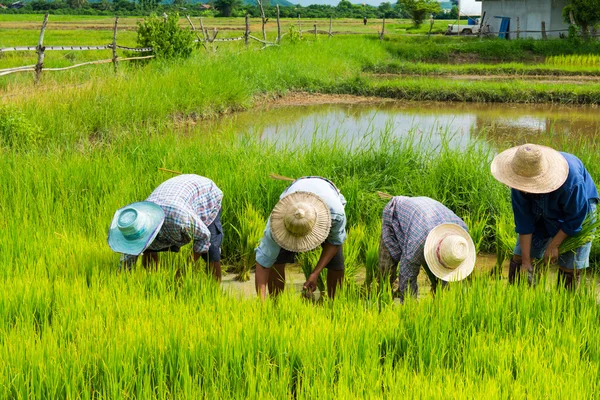 Farmers plant rice in rice field — Stock Photo, Image