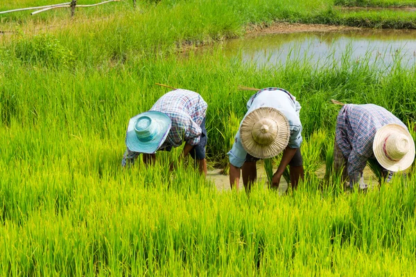 Farmers plant rice in rice field — Stock Photo, Image