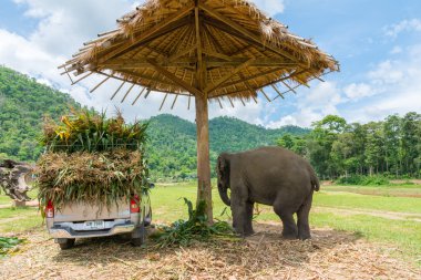 Fil korumalı doğa Park