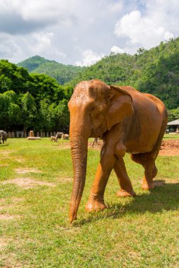 Fil korumalı doğa Park