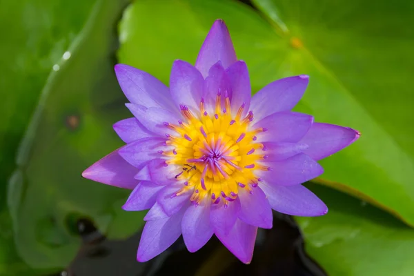 Kleurrijke water lily — Stockfoto