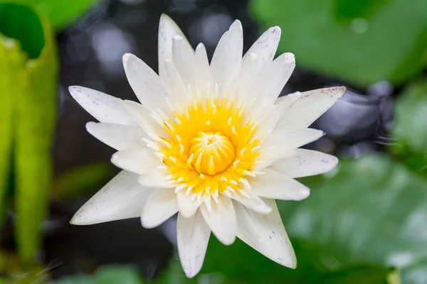 Kleurrijke water lily — Stockfoto