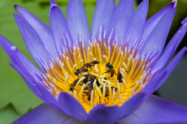 Nénuphar coloré — Photo