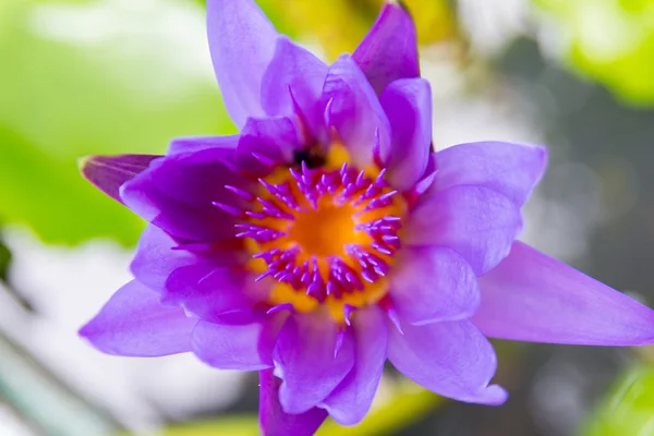 Kleurrijke water lily — Stockfoto