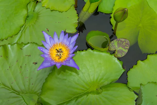 Kleurrijke water lily — Stockfoto