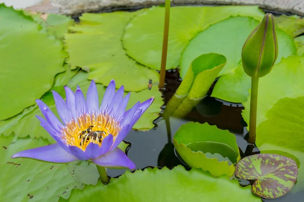 Kleurrijke water lily — Stockfoto