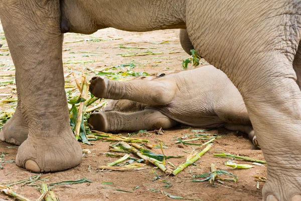 Elefante nel parco naturale protetto — Foto Stock