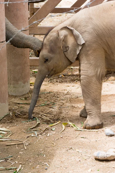 保護された自然公園の中の象 — ストック写真