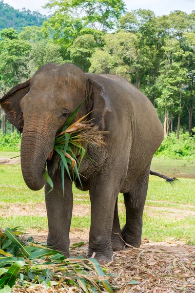 Elephant in protected nature park — Stock Photo, Image