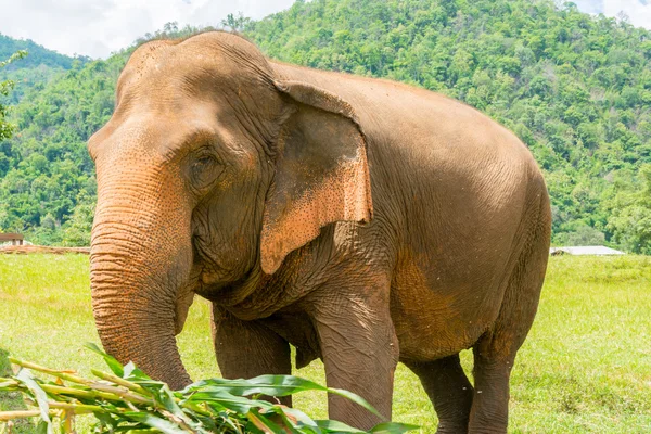 Elephant in protected nature park — Stock Photo, Image