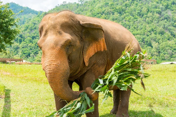Elefant im geschützten Naturpark — Stockfoto