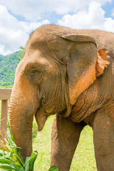 Elefante no parque natural protegido — Fotografia de Stock