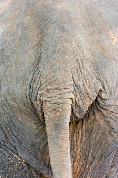 Elephant in protected nature park — Stock Photo, Image