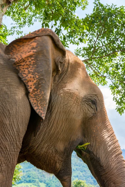 Elephant in protected nature park — Stock Photo, Image