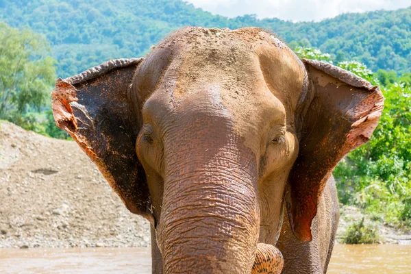 Elephant in protected nature park — Stock Photo, Image