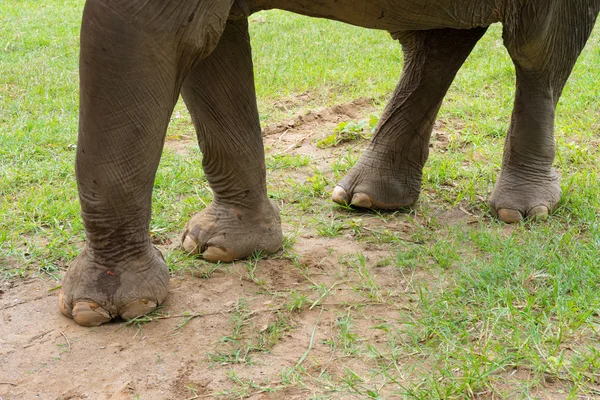 Elephant in protected nature park — Stock Photo, Image