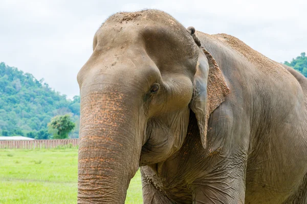 Elephant in protected nature park — Stock Photo, Image