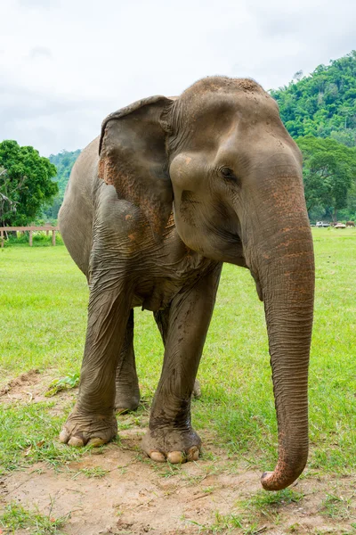 Elephant in protected nature park — Stock Photo, Image